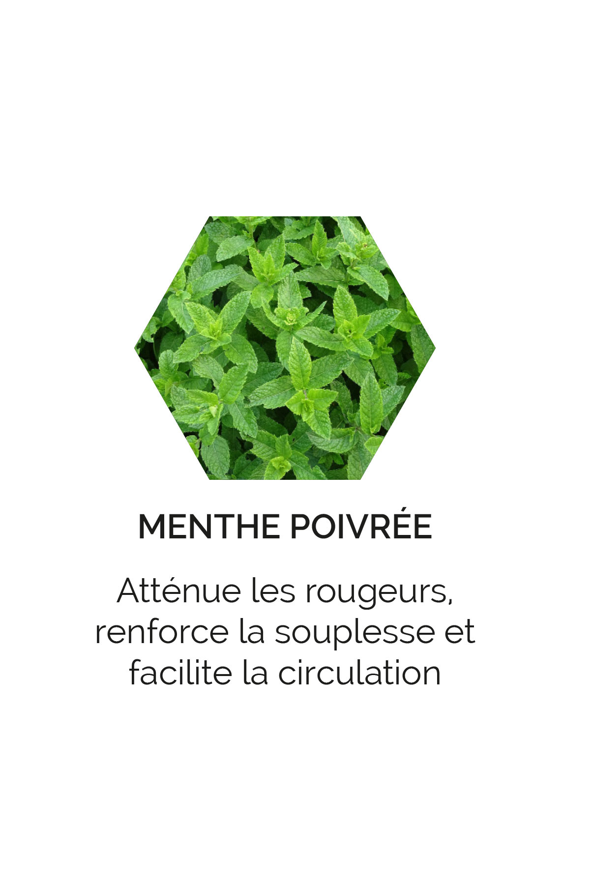 Menthe poivrée