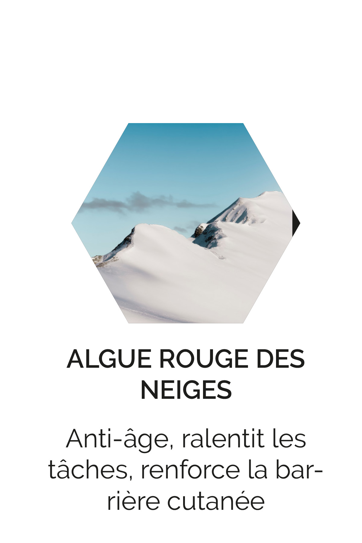 Algue rouge des neiges