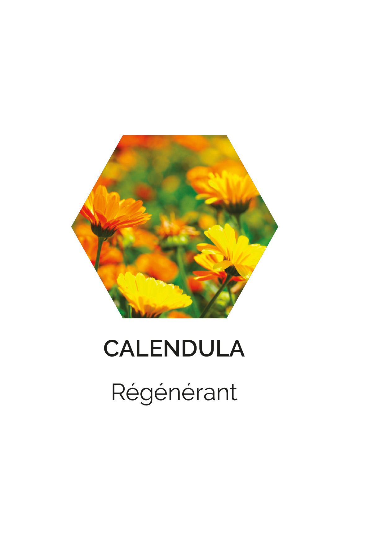 Calendula
