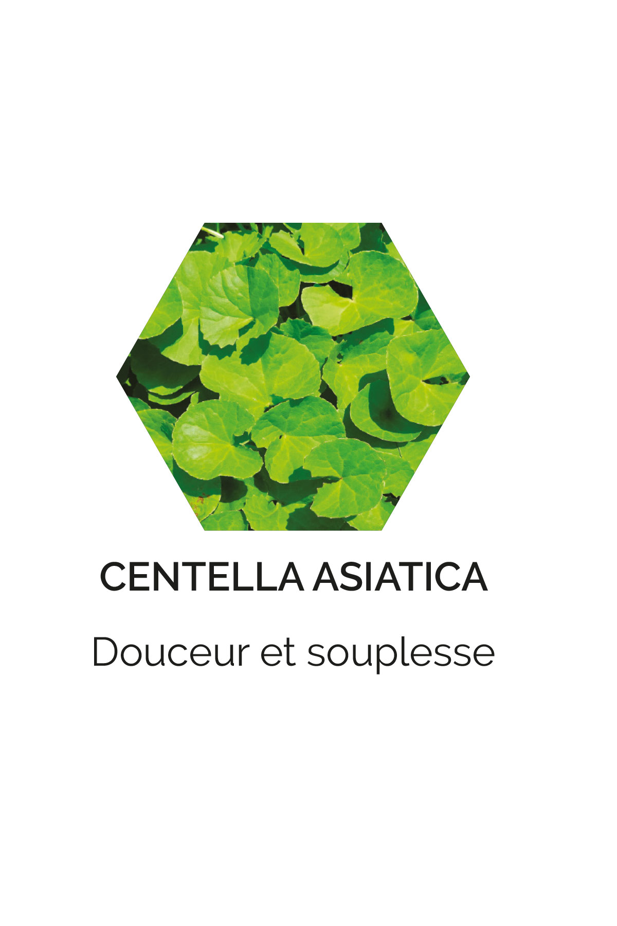 Centella asiatica
