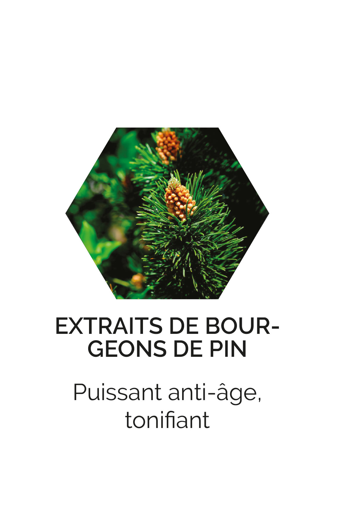 Extraits de bourgeons de pin