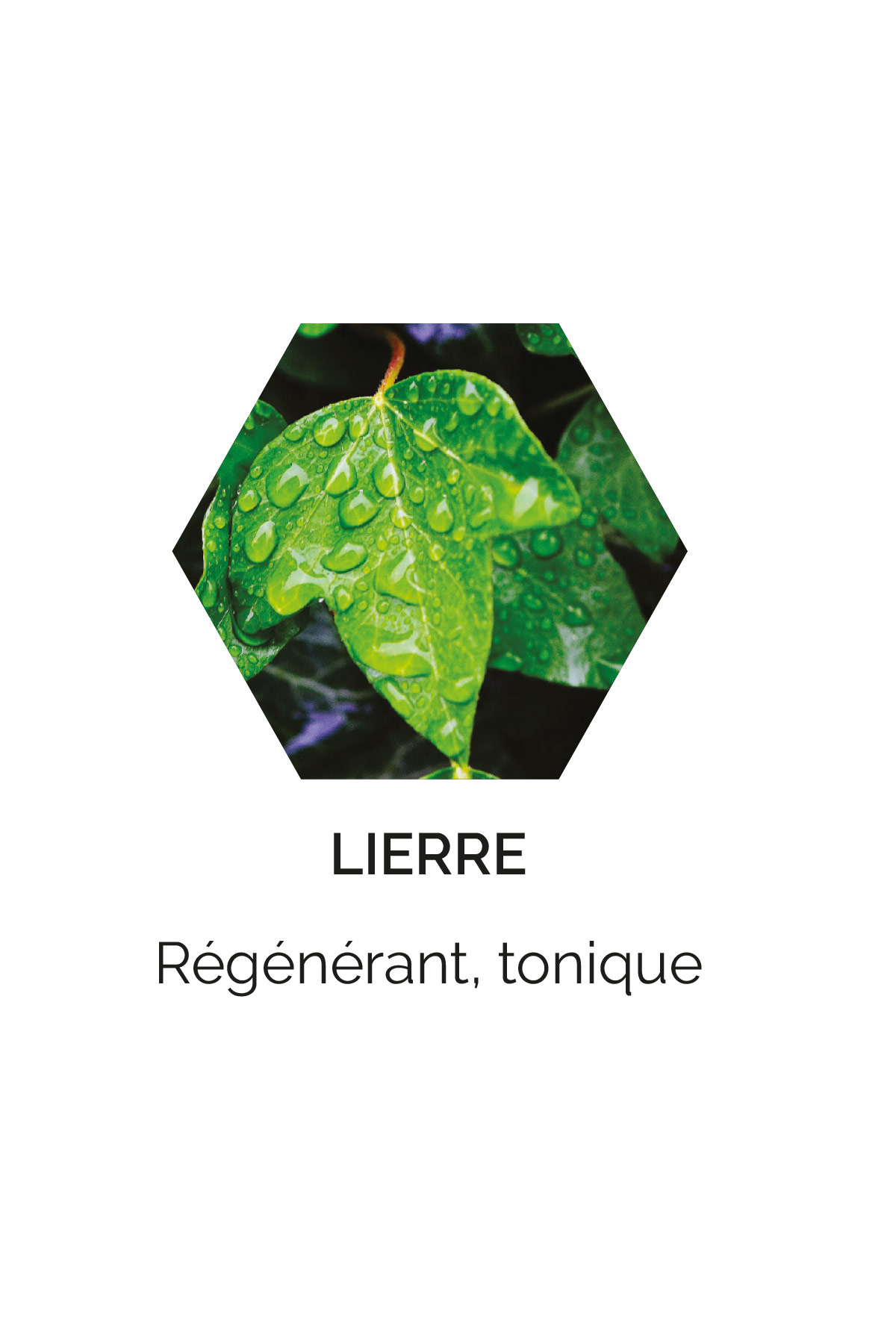 Lierre