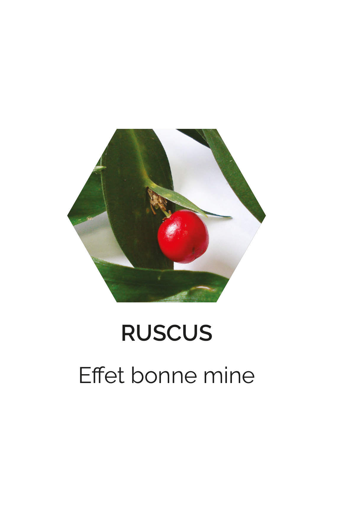 Ruscus