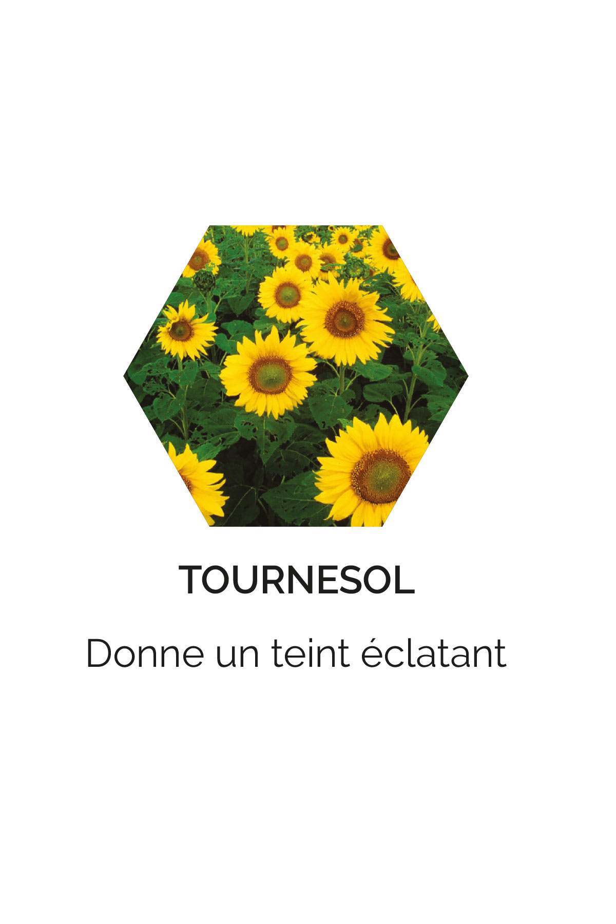 Tournesol